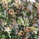 Spergularia rubra Fruit