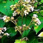 Clerodendrum infortunatum Blomma