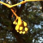 Piliostigma thonningii Fruit