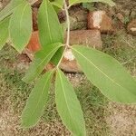 Holarrhena pubescens Leaf