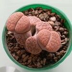 Lithops fulviceps Ліст