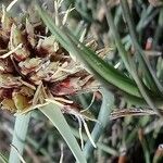 Cyperus capitatus Květ