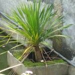 Cordyline indivisa পাতা