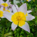Tulipa humilis 花