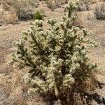 Cylindropuntia fulgida Folha