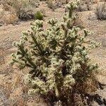 Cylindropuntia fulgida Листок