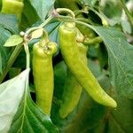 Capsicum annuum Плод