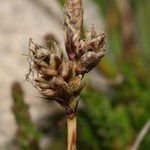 Carex ericetorum Frugt