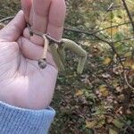 Corylus americana Flor