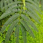 Albizia julibrissinFulla