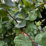 Lonicera etrusca Leaf