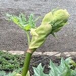 Rheum palmatum Fula