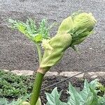 Rheum palmatum Flower