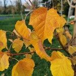 Acer rufinerve Blad