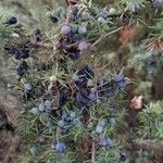 Juniperus communis برگ