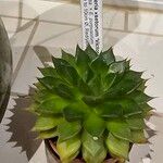 Echeveria affinis Ліст