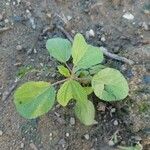 Corchorus aestuans Leaf