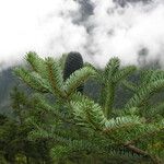 Abies spectabilis Habitat