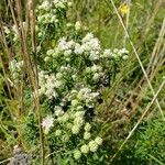 Pycnanthemum virginianum Flor