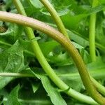 Taraxacum campylodes Bark