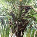 Phoenix roebelenii Habitus