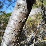 Rhamnus lycioides Bark