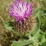 Centaurea pectinata Flor