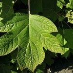 Hydrangea quercifolia Foglia