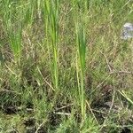 Typha domingensis Levél