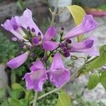 Mansoa alliacea Λουλούδι