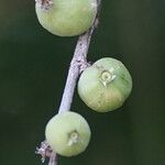 Randia aculeata Fruit