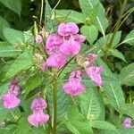 Impatiens balsamina Цвят