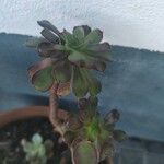 Aeonium haworthiiЛист