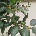 Ilex cornuta Blatt