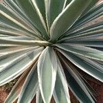 Agave vivipara Fuelha