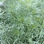 Artemisia spp. Leht