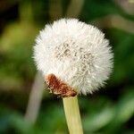 Taraxacum rubicundum Mbuma