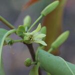 Ximenia americana Flower