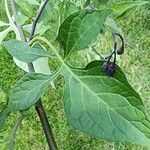 Solanum dulcamara 葉