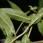 Ludwigia octovalvis Leaf