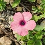 Linum pubescens Blomst