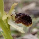 Ophrys arachnitiformis പുഷ്പം