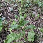 Rumex aquaticus Fuelha