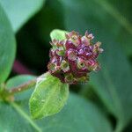 Lonicera periclymenum Fruit