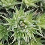 Deuterocohnia brevifolia Leaf