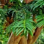 Taxus brevifolia Leaf