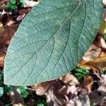 Hydrangea aspera Leaf