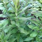 Solidago rugosa Hoja