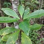 Badula barthesia Leaf