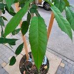 Tabebuia rosea Blatt